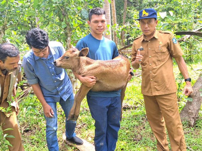 FOTO: Kepala UPTD Perbibitan Ternak dan Hijauan Pakan Ternak, Suriya Darma memperlihatkan anak sapi jenis Wagyu di Desa Salassae Kecamatan Bulukumpa. Rabu (10/5)