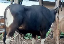 Jelang Idul Adha 2023, 25 ribu Sapi Bima Siap Banjiri Pasar Jabodetabek FOTO: Hewan kurban