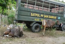 Dua Hari Operasi, Satpol PP dan Damkar Pemkab Bulukumba Tangkap Delapan Ekor Sapi Liar FOTO: Sapi liat yang berhasil ditangkap Satpol PP dan Damkar Pemkab Bulukumba
