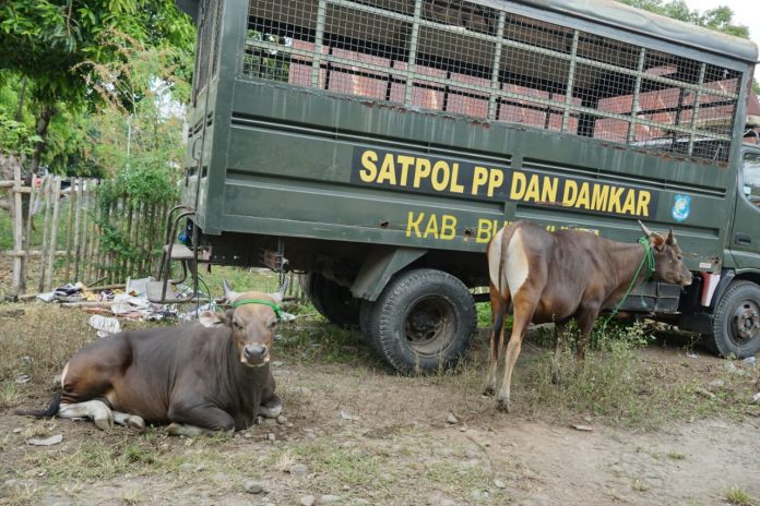 FOTO: Sapi liat yang berhasil ditangkap Satpol PP dan Damkar Pemkab Bulukumba