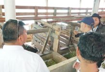 Bulukumba Kembali Pasok Sapi Kurban ke Kalimantan Utara, Dua Kali Lipat dari Tahun Lalu FOTO: Bupati Bulukumba Andi Muchtar Ali Yusuf saat meninjau pengiriman sapi ke Kalimantan Utara di Desa Salassae, Jumat 16 Juni 2023.