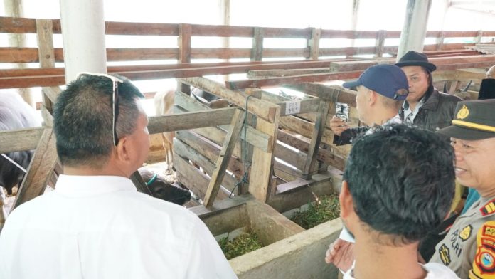 FOTO: Bupati Bulukumba Andi Muchtar Ali Yusuf saat meninjau pengiriman sapi ke Kalimantan Utara di Desa Salassae, Jumat 16 Juni 2023.