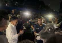 Percepat Izin Jual, Peternak Sapi Bima Sampaikan Terimakasih Ke Kementan FOTO: Menteri Pertanian Syahrul Yasin Limpo di sapi penjualan Bima Jaya Farm, Yasmin, Bogor, Senin, 19 Juni 2023.