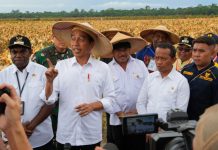 Mentan SYL Dampingi Jokowi Tinjau Ladang Jagung di Food Estate Keerom Papua FOTO: Menteri Pertanian (Mentan) Syahrul Yasin Limpo (SYL) mendampingi Presiden Joko Widodo (Jokowi) meninjau ladang jagung di kawasan food estate di Kabupaten Keerom, Provinsi Papua, Kamis (6/7/2023).
