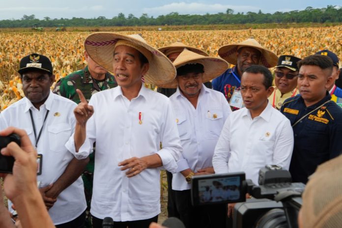 FOTO: Menteri Pertanian (Mentan) Syahrul Yasin Limpo (SYL) mendampingi Presiden Joko Widodo (Jokowi) meninjau ladang jagung di kawasan food estate di Kabupaten Keerom, Provinsi Papua, Kamis (6/7/2023).