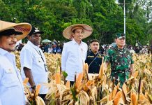 Food Estate Papua Berkembang Pesat, Bupati Keerom Apresiasi Tingginya Perhatian Kementan FOTO: Dari Kiri Menteri Pertanian Syahrul Yasin Limpo dan Bupati Keerom, Piter Gusbager saat mendampingi Presiden Joko Widodo hadiri program lumbung pangan nasional atau Food Estate di Kabupaten Keerom, Provinsi Papua. Sabtu, 8 Juli 2023