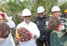 Mentan SYL Dorong Provinsi Sumsel Jadi Percontohan Pengembangan Sawit Nasional FOTO: Menteri Pertanian Syahrul Yasin Limpo saat menggelar panen perdana program PSR di Kecamatan Teluk Gelam, Kabupaten OKI, Sumatera Selatan, Senin, 17 Juli 2023.