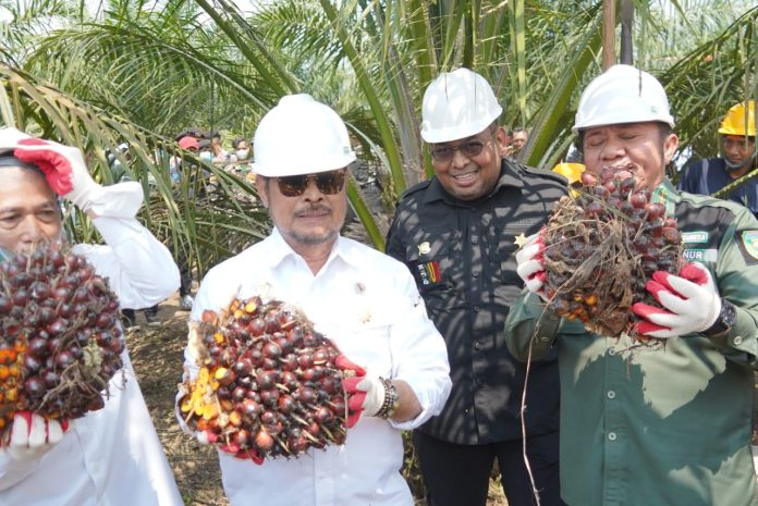 FOTO: Menteri Pertanian Syahrul Yasin Limpo saat menggelar panen perdana program PSR di Kecamatan Teluk Gelam, Kabupaten OKI, Sumatera Selatan, Senin, 17 Juli 2023.