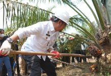 Pertanian Tetap Kokoh, BPS Sebut Ekspor Kelapa Sawit Naik Saat Yang Lain Turun FOTO: Menteri Pertanian Syahrul Yasin Limpo saat menggelar panen perdana program PSR di Kecamatan Teluk Gelam, Kabupaten OKI, Sumatera Selatan, Senin, 17 Juli 2023.