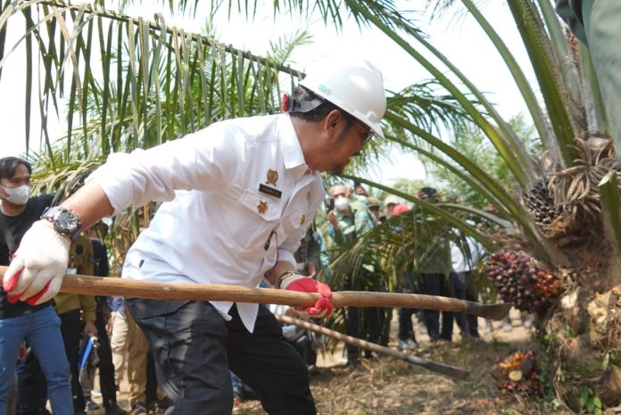 FOTO: Menteri Pertanian Syahrul Yasin Limpo saat menggelar panen perdana program PSR di Kecamatan Teluk Gelam, Kabupaten OKI, Sumatera Selatan, Senin, 17 Juli 2023.