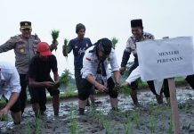 Jelang El Nino Mentan Tanam Padi dan Pastikan Ketersediaan Beras Aman FOTO: Menteri Pertanian Syahrul Yasin Limpo saat penanaman padi di lahan Poktan Jaliti, Kampung Cigunung, Desa Cimanuk, Pandeglang, Banten, Selasa, 18 Juli 2023.