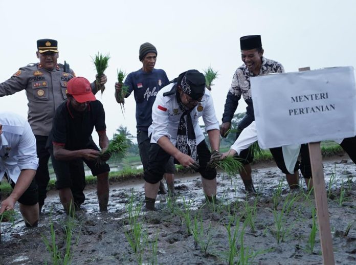 FOTO: Menteri Pertanian Syahrul Yasin Limpo saat penanaman padi di lahan Poktan Jaliti, Kampung Cigunung, Desa Cimanuk, Pandeglang, Banten, Selasa, 18 Juli 2023.