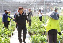Mentan SYL Launching Nursery Modern Tanaman Perkebunan di Cianjur FOTO: Menteri Pertanian Syahrul Yasin Limpo melaunching nursery modern tanaman perkebunan perdana di Kabupaten Cianjur. Kamis (20/7/2023)