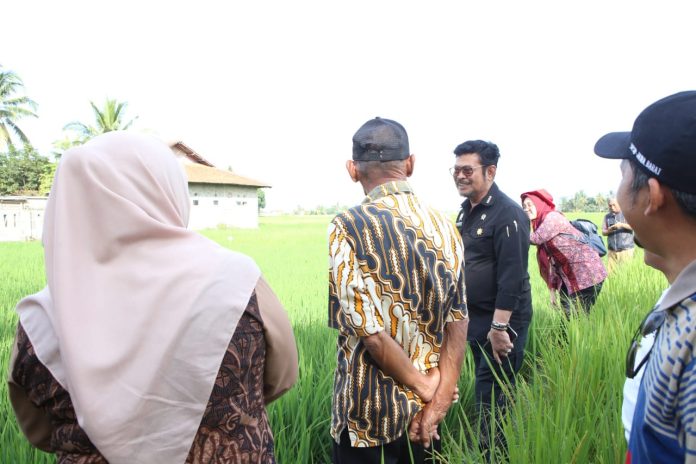 FOTO: Menteri Pertanian Syahrul Yasin Limpo memberikan bantuan benih padi kepada petani di Karang Tengah, Kabupaten Cianjur, Kamis (20/7/23).