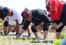 Mentan: Panen dan Tanam Padi di Kota Semarang Perkuat Ketersediaan Pangan Hadapi Elnino FOTO: Menteri Pertanian Syahrul Yasin Limpo lakukan tanam padi di Kelurahan Tambangan, Kecamatan Mijen, Kota Semarang, Jawa Tengah. Kamis, 27 Juli 2023.