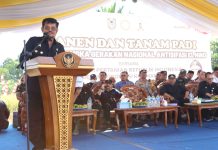 Mitigasi El Nino, Mentan SYL Panen Padi dan Gerakan Tanam Padi di Barito Kuala FOTO: Menteri Pertanian Syahrul Yasin Limpo (Mentan SYL) melakukan panen raya padi sekaligus pencanangan tanam 1.000 hektar perkabupaten se Kalimantan Selatan di Kabupaten Barito Kuala. Jumat (11/8/2023).