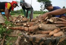 Harga Beras Naik, Mendagri Saran ke Masyarakat Agar Beralih Makan Ubi FOTO: Petani tengah memanen singkong (Beritasatu)