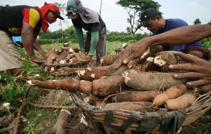 FOTO: Petani tengah memanen singkong (Beritasatu)