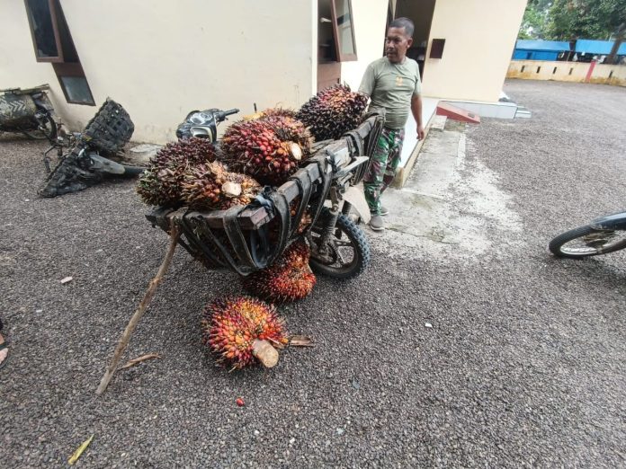 FOTO: Sawit hasil curian menggunakan kendaraan motor roda dua. (Ist)