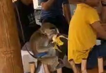 Sindir Pj Gubernur, APMS Gelar Lomba Makan Pisang dan Dialog Interaktif Ada Peserta Bawa Monyet