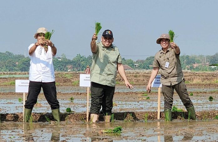 FOTO: Direktur Jenderal Perkebunan bersama Sekretaris Direktorat Jenderal Perkebunan dan Direktur Pupuk Indonesia Pangan dan Kadis Pertanian dan Tanaman Pangan Kabupaten Karawang melakukan tanam padi sebagai bagian dari Gerakan Percepatan Tanam Padi MT1 (OKMAR), yang sedang gencar dilakukan pada berbagai daerah di Indonesia. Senin (20/11) di Karawang.