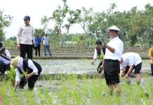 HIMA IPB: Kami Dukung Kementan Optimalkan Lahan Rawa Jadi Lahan Produktif FOTO: Menteri Pertanian Andi Amran Sulaiman bersama Gubernur Jawa Timur Khofifah Indar Parawansa saat menanam padi.