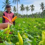 Pantau Produksi, Kementan Stabilkan Harga Cabai di Akhir Tahun FOTO:: Petani saat panen cabai