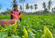 Pantau Produksi, Kementan Stabilkan Harga Cabai di Akhir Tahun FOTO:: Petani saat panen cabai