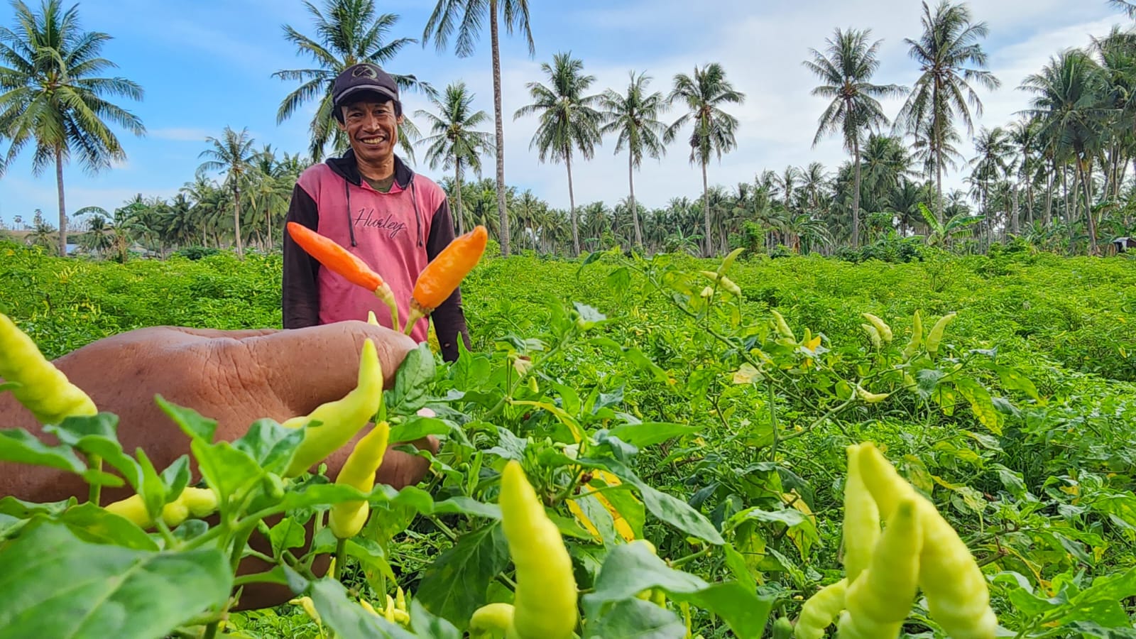 Pantau Produksi Kementan Stabilkan Harga Cabai Di Akhir Tahun Legion News