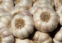 Kementan Dorong Peningkatan Produksi Bawang Putih Melalui Wajib Tanam dan Produksi Ilustrasi bawang putih