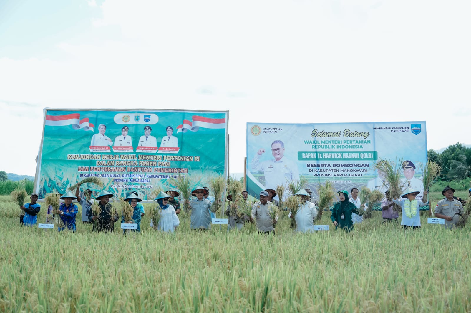 Panen Padi Di Manokwari Wamentan Dorong Jadi Lumbung Pangan Papua Barat Legion News