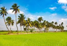 Gunakan Strategi Presiden Soeharto, Zulhas: India Kini Raja Beras Dunia FOTO: Areal persawahan di negara india (ist)