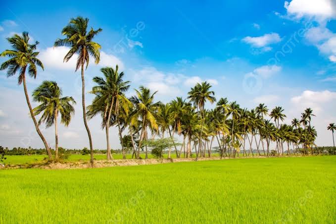 IMG-20231205-WA0101 FOTO: Areal persawahan di negara india (ist)