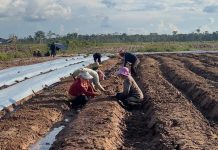 Kementan Asistensi Teknologi di Lahan Food Estate Gunungmas Kalteng FOTO: Kementerian Pertanian (Kementan) melakukan asistensi dengan pendampingan teknologi pangan di lahan food estate Gunungmas, Kalimatan Tengah.