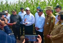 Jagung Tumbuh Baik Seumur Jabatan Mentan Amran Bertugas Kembali FOTO: Menteri Pertanian (Mentan) Andi Amran Sulaiman bersama Wakil Menteri Pertahanan RI, Muhammad Herindra meninjau kegiatan food estate berupa tanaman jagung di Kabupaten Gunung Mas, Kalimantan Tengah.