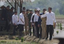 Tinjau Penanaman Padi di Pekalongan, Presiden Jokowi : Kita Kejar Tanam, Tanam, Tanam FOTO: Presiden, Joko Widodo melakukan percepatan tanam dan olah tanah di Desa Kaibahan, Kecamatan Kesesi, Kabupaten Pekalongan. Rabu (13/11/2023)