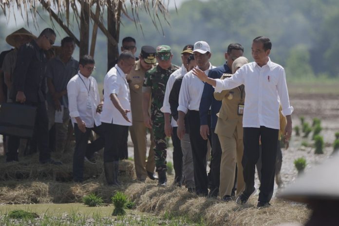 FOTO: Presiden, Joko Widodo melakukan percepatan tanam dan olah tanah di Desa Kaibahan, Kecamatan Kesesi, Kabupaten Pekalongan. Rabu (13/11/2023)