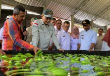 Wamentan Dorong Pisang Blitar Tembus Pasar Ekspor Lewat Korporasi Petani FOTO: Wakil Menteri Pertanian (Wamentan), Harvick Hasnul Qolbi hadiri launching Korporasi Petani Pisang yang dikelola oleh Koperasi Tani Mapan Makmur di Dusun Ampelgading, Kelurahan Ampelgading, Kecamatan Selorejo, Kabupaten Blitar, Jawa Timur, Rabu (13/12).