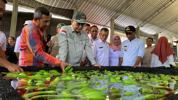 FOTO: Wakil Menteri Pertanian (Wamentan), Harvick Hasnul Qolbi hadiri launching Korporasi Petani Pisang yang dikelola oleh Koperasi Tani Mapan Makmur di Dusun Ampelgading, Kelurahan Ampelgading, Kecamatan Selorejo, Kabupaten Blitar, Jawa Timur, Rabu (13/12).