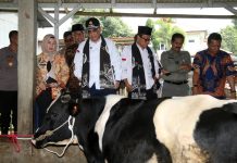 Wamentan Harap Pasuruan Tingkatkan Populasi Sapi Perah lewat KUD FOTO: Wakil Menteri Pertanian (Wamentan), Harvick Hasnul Qolbi saat meninjau peternakan sapi perah yang dikelola oleh Koperasi Unit Desa (KUD) Sembada, Kecamatan Puspo, Kabupaten Pasuruan, Jawa Timur, Jumat (15/12/2023).