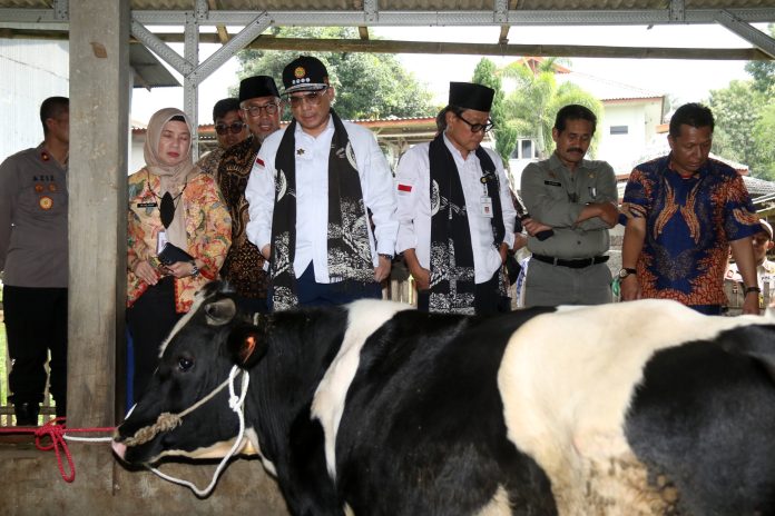 FOTO: Wakil Menteri Pertanian (Wamentan), Harvick Hasnul Qolbi saat meninjau peternakan sapi perah yang dikelola oleh Koperasi Unit Desa (KUD) Sembada, Kecamatan Puspo, Kabupaten Pasuruan, Jawa Timur, Jumat (15/12/2023).