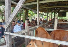 Wamentan Harvick Dorong Kabupaten Sorong Jadi Lumbung Ternak di Papua Barat Daya FOTO: Wamentan Harvick saat meninjau peternakan yang dikelola oleh Kelompok Tani Peternak Tunas Niaga di distrik Mariat, Kabupaten Sorong, Papua Barat Daya, Jumat (29/12/2023).