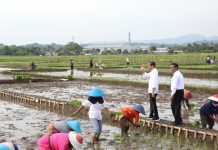 KTNA Tegaskan Lanjutkan Kerja Pemerintah dan Dukung Tingkatkan Produktivitas FOTO: Presiden Joko Widodo dan Menteri Pertanian Andi Amran Sulaiman saat mengunjungi para petani di Banyuwangi, Jawa Timur beberapa waktu lalu.