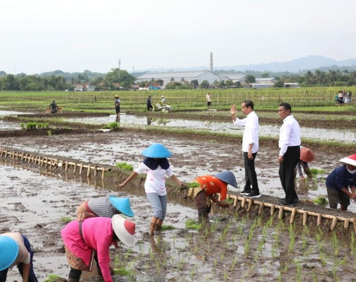 FOTO: Presiden Joko Widodo dan Menteri Pertanian Andi Amran Sulaiman saat mengunjungi para petani di Banyuwangi, Jawa Timur beberapa waktu lalu.