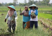 Respon Polemik, Akademisi UB Dukung Kebijakan Pemerintah Tingkatkan Anggaran Pupuk Subsidi FOTO: Petani Bawang di Brebes Jawa Tengah