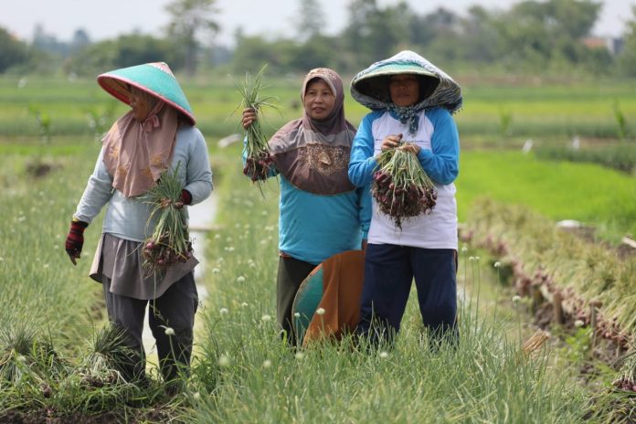 FOTO: Petani Bawang di Brebes Jawa Tengah