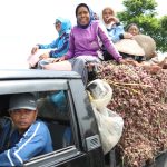 Jawab Komen Pengamat, Petani Bawang Brebes Dukung Kebijakan Pupuk Subsidi Jawab Komen Pengamat Petani Bawang Brebes Dukung Kebijakan Pupuk Subsidi