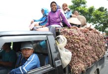 Jawab Komen Pengamat, Petani Bawang Brebes Dukung Kebijakan Pupuk Subsidi Jawab Komen Pengamat Petani Bawang Brebes Dukung Kebijakan Pupuk Subsidi