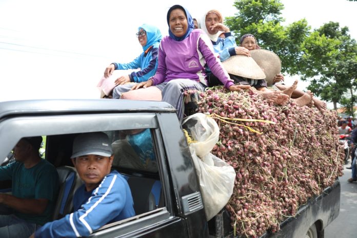 Jawab Komen Pengamat Petani Bawang Brebes Dukung Kebijakan Pupuk Subsidi