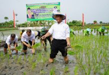 Ketersediaan Pupuk Untuk Masa Tanam I Cukup, Tambahan Rp14 Triliun Akan Dialokasikan Untuk Masa Tanam Berikutnya FOTO: Menteri Pertanian Andi Amran Sulaiman saat ikut menanam padi beberapa waktu lalu.